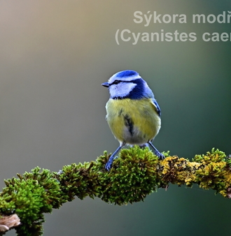 sýkora modřinka 0214.JPG